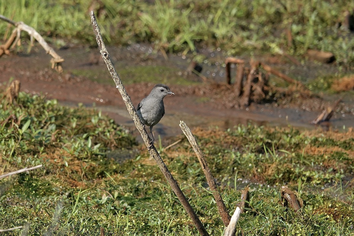 Gray Catbird - ML620686857