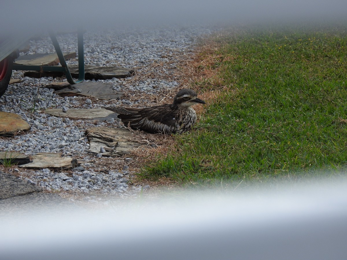 Bush Thick-knee - Monica Mesch