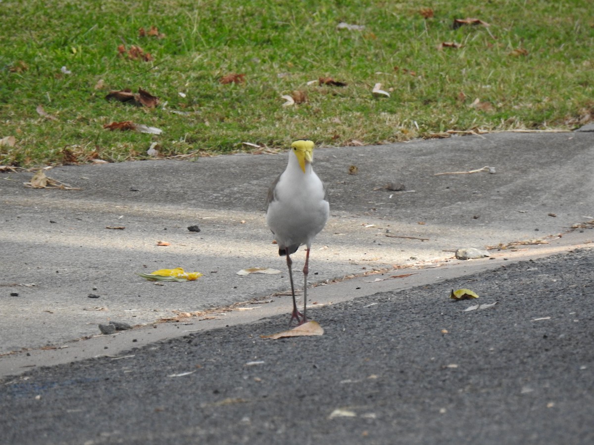 Masked Lapwing - ML620686863