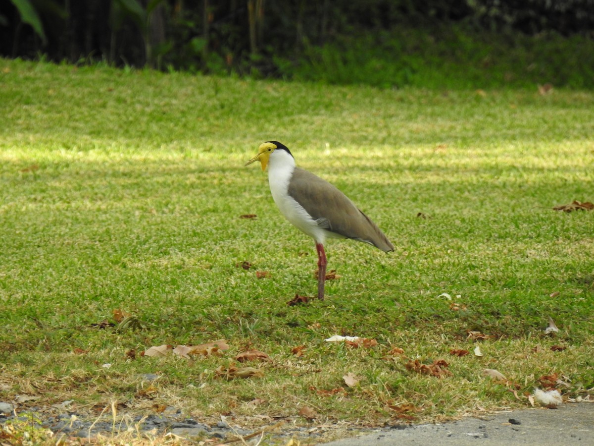 Masked Lapwing - ML620686864