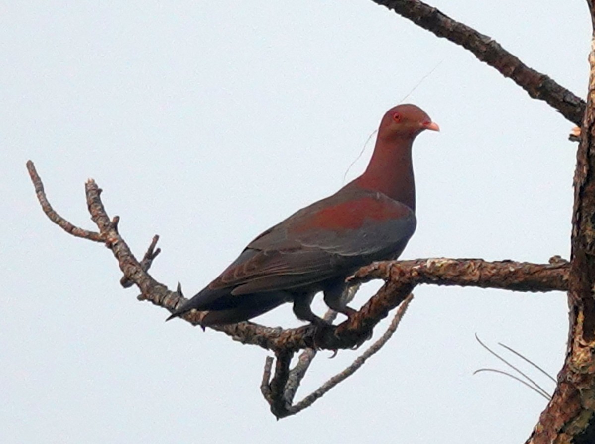 Pigeon à bec rouge - ML620686872