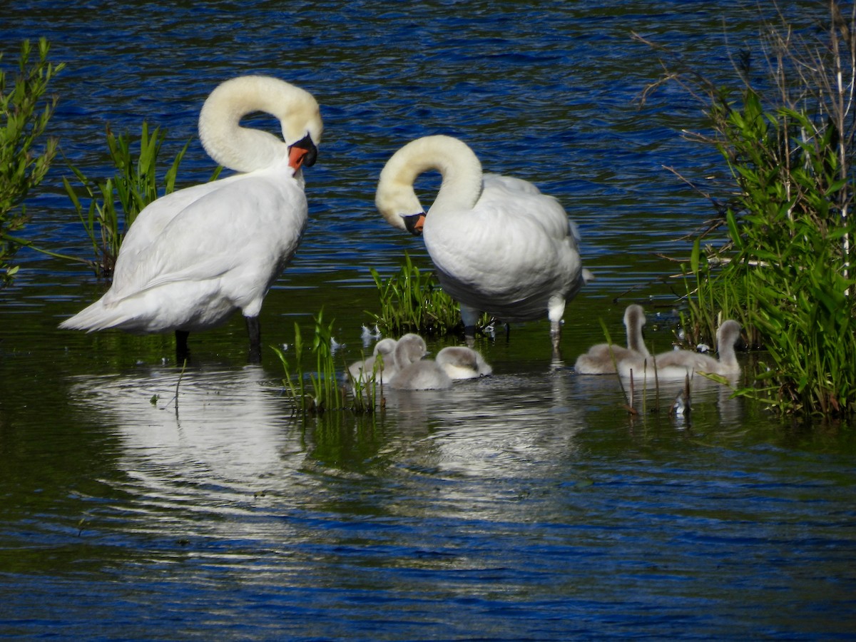 Cygne tuberculé - ML620686873