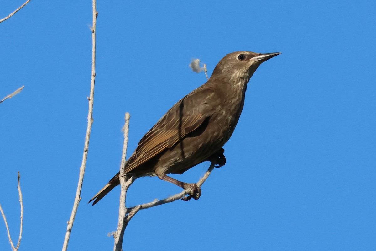 European Starling - ML620686880