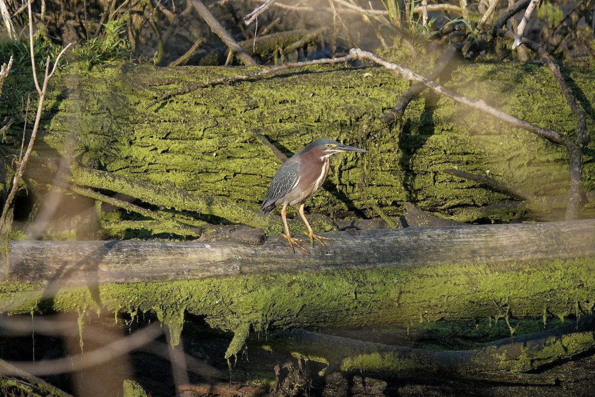 Green Heron - ML620686881