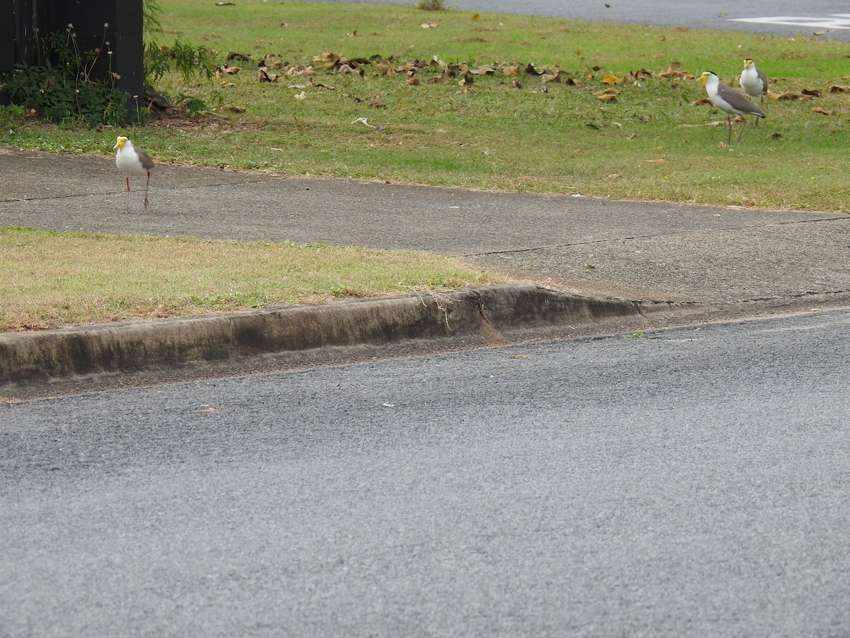 Masked Lapwing - ML620686882