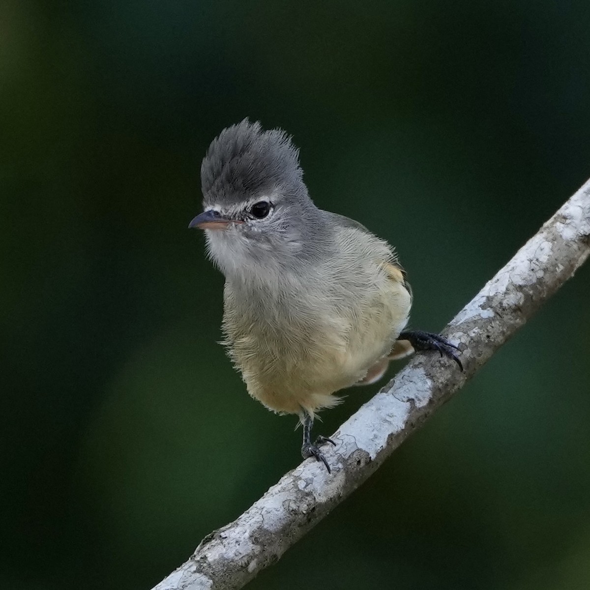 Southern Beardless-Tyrannulet - ML620686886