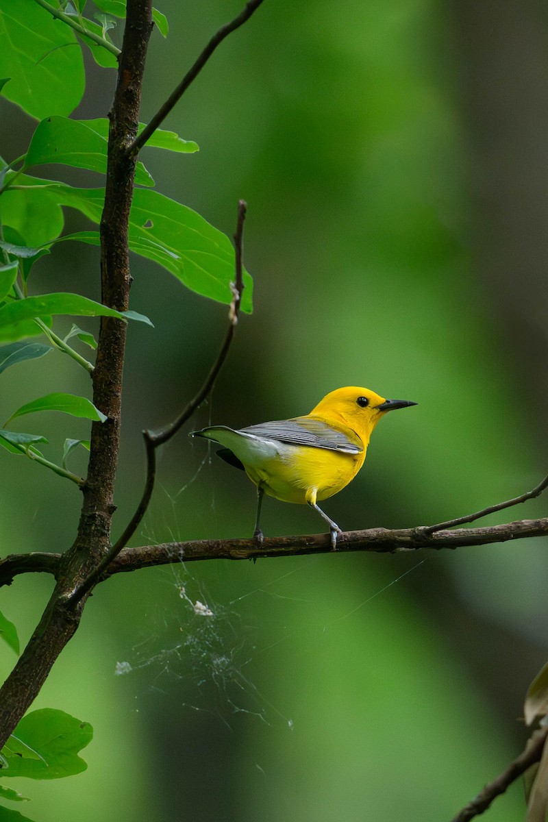 Prothonotary Warbler - ML620686887