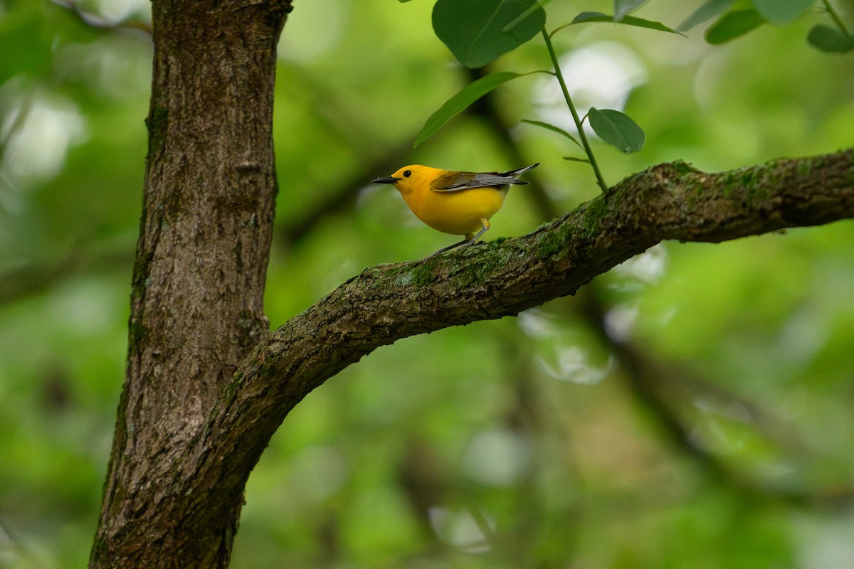 Prothonotary Warbler - ML620686888