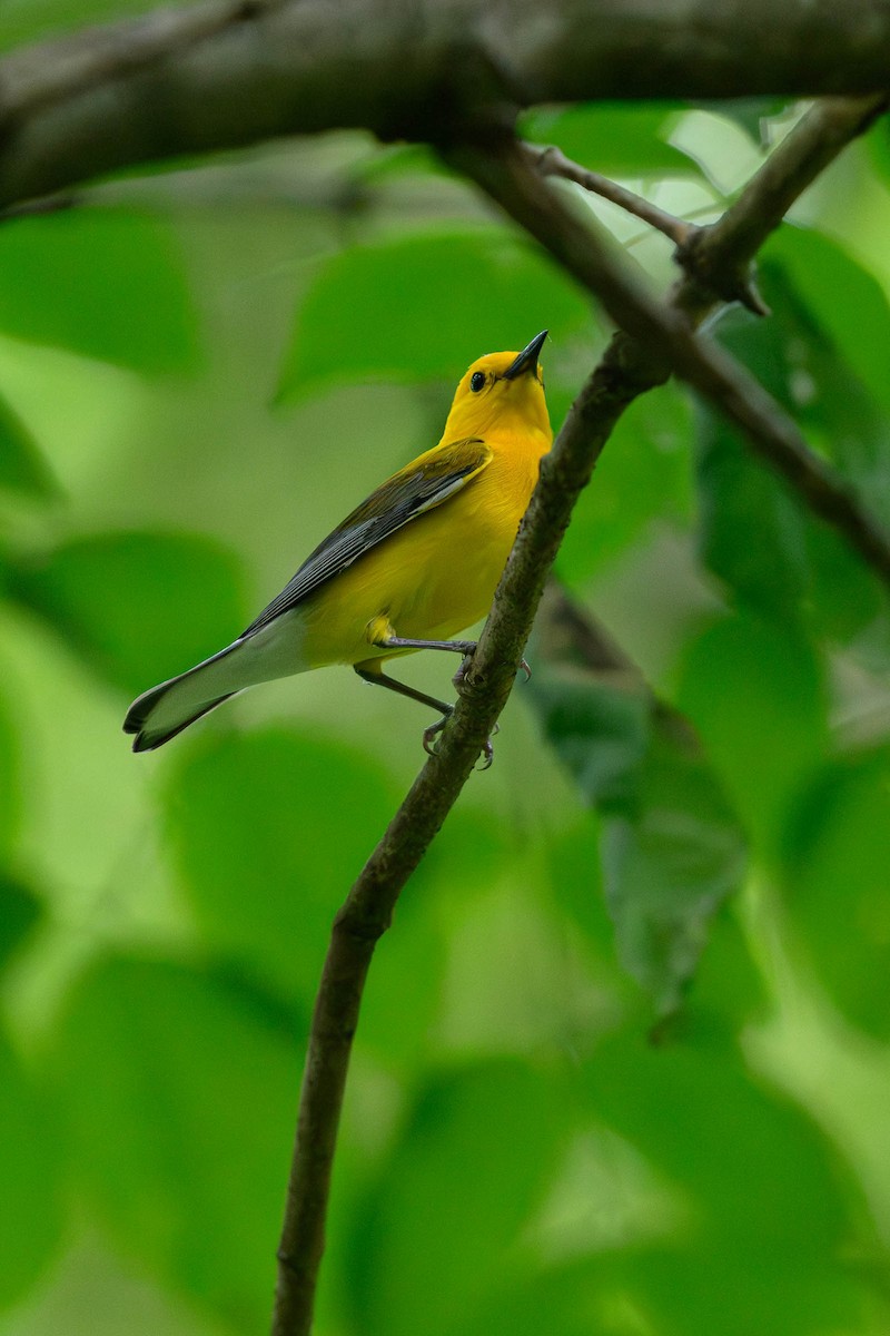 Prothonotary Warbler - ML620686889