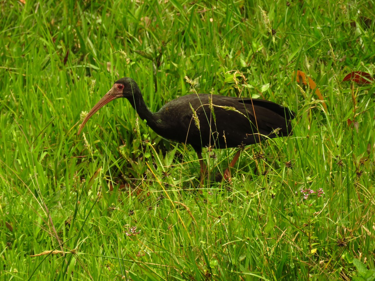 ibis tmavý - ML620686891