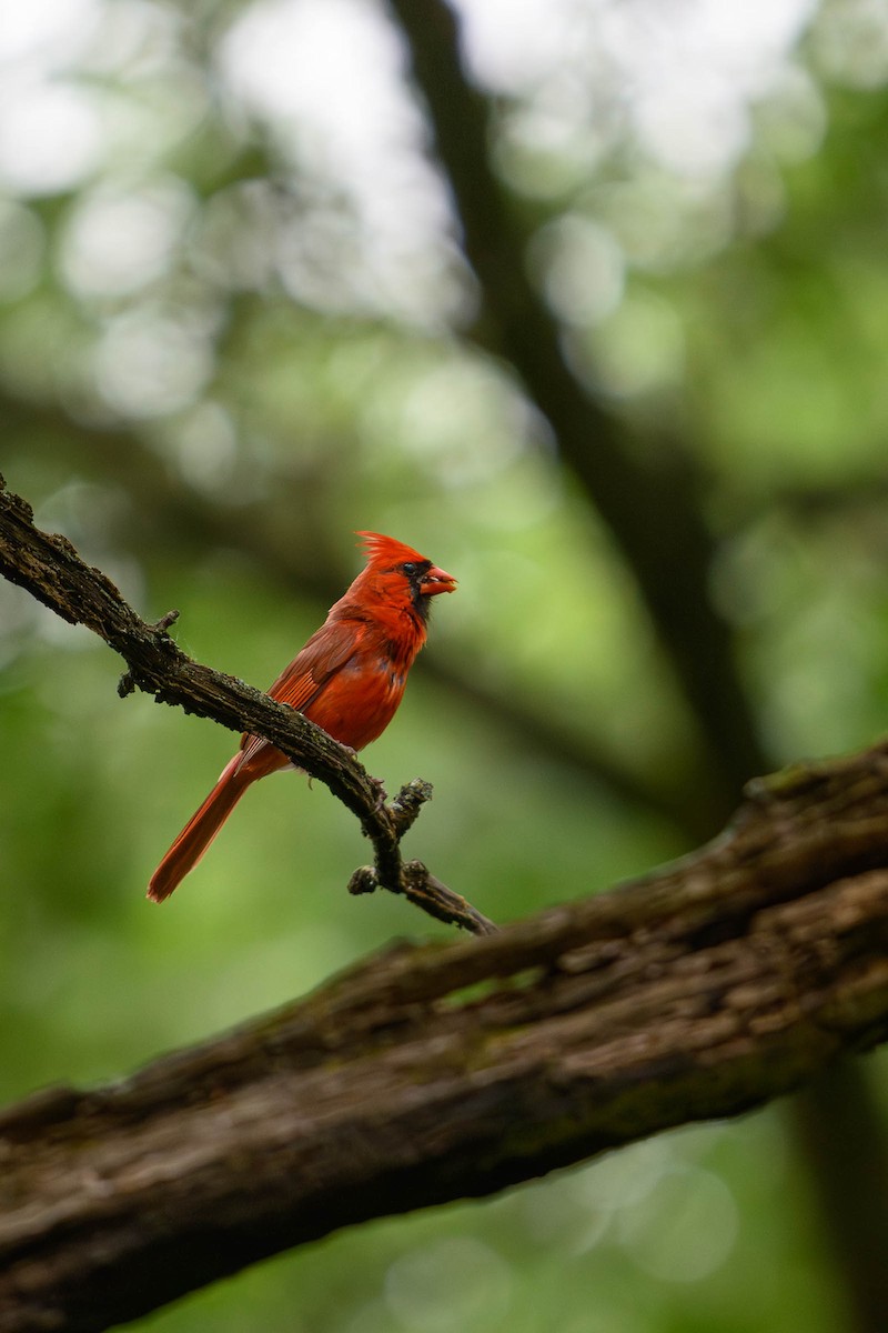 Cardinal rouge - ML620686894