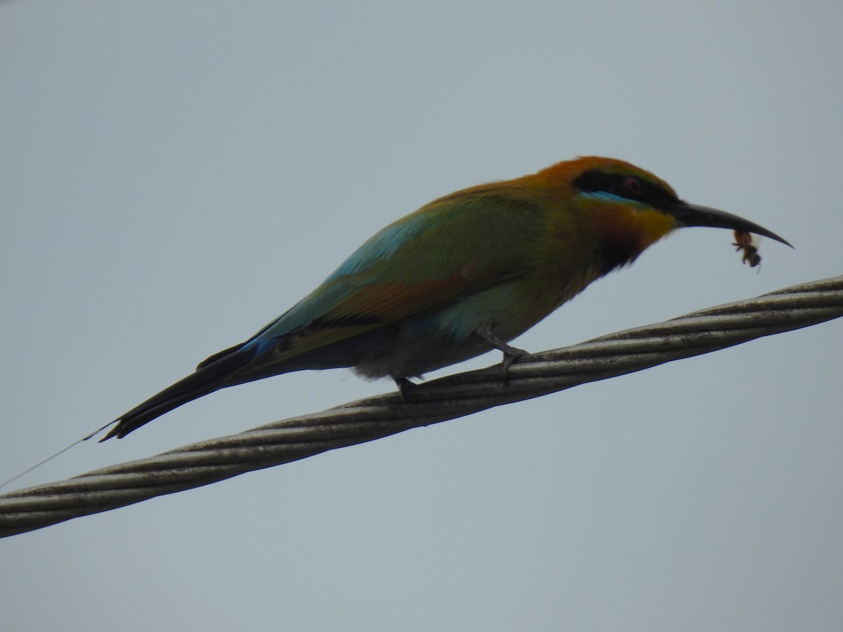 Rainbow Bee-eater - ML620686898
