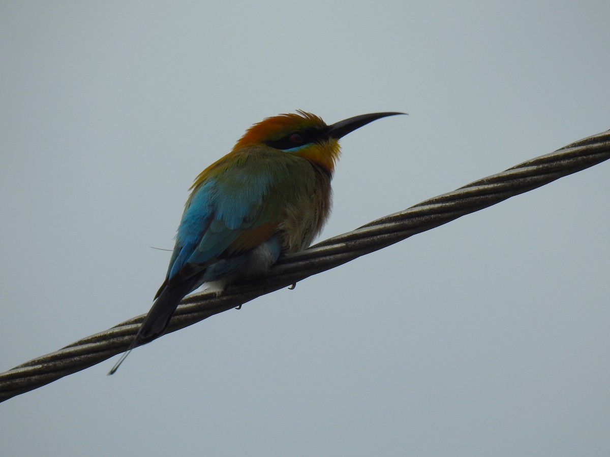 Rainbow Bee-eater - ML620686902