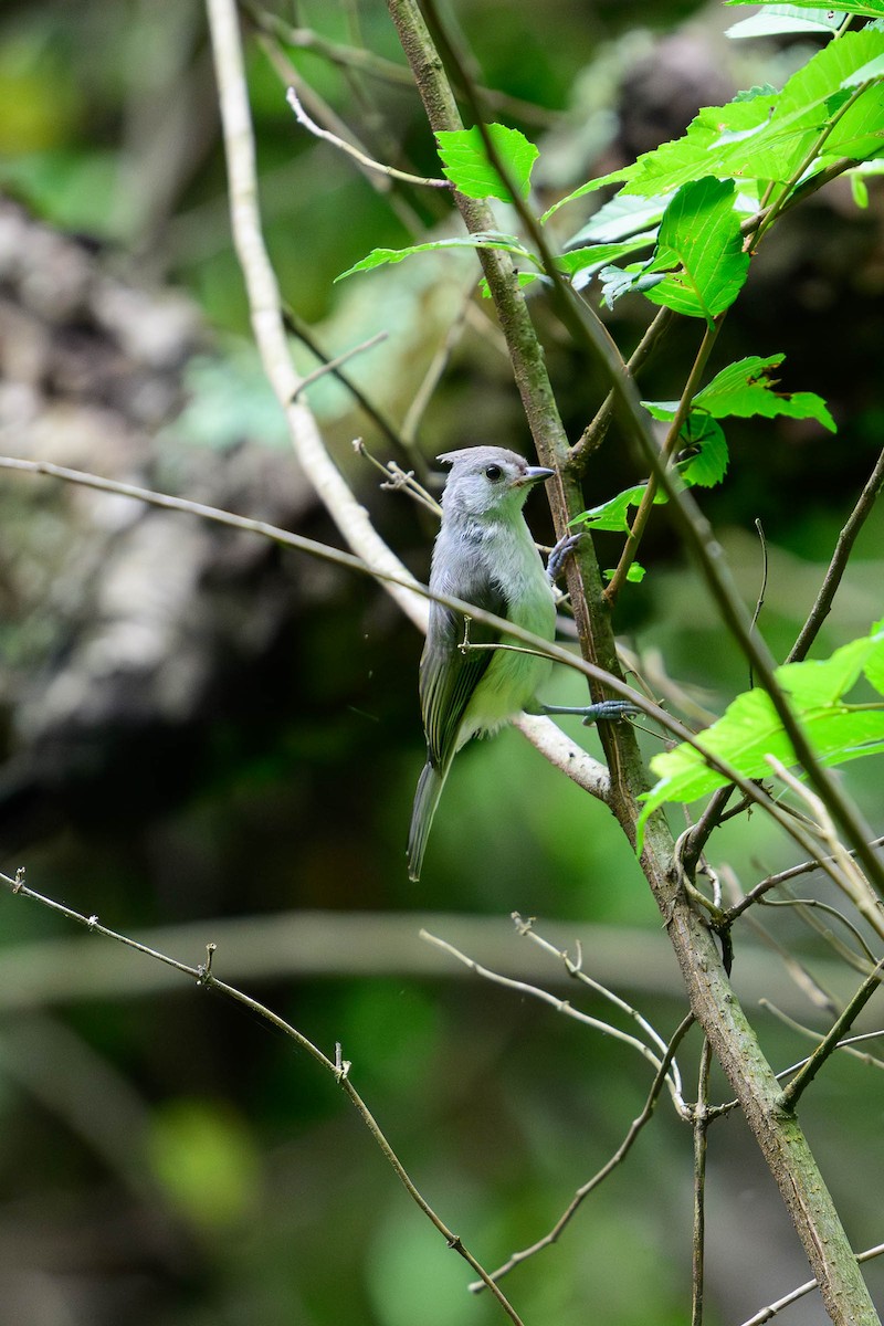 Tufted Titmouse - JD Hascup