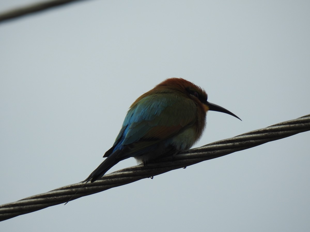 Rainbow Bee-eater - ML620686906