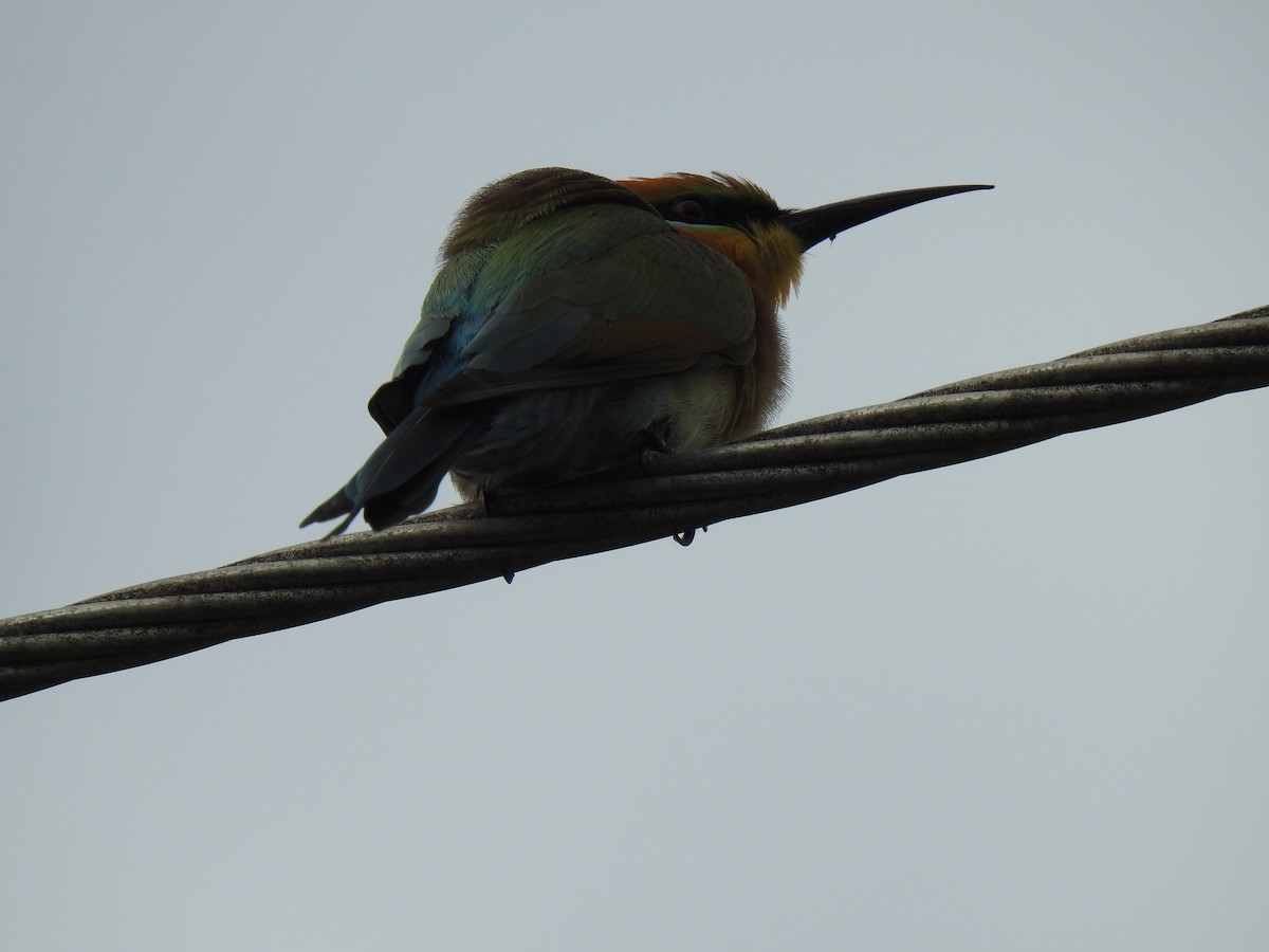 Rainbow Bee-eater - ML620686909