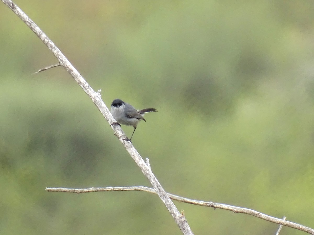 California Gnatcatcher - ML620686915