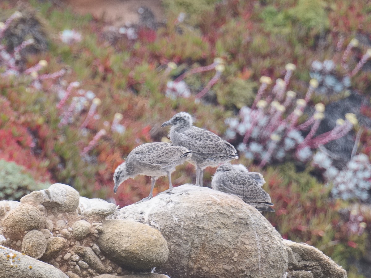 Western Gull - ML620686920