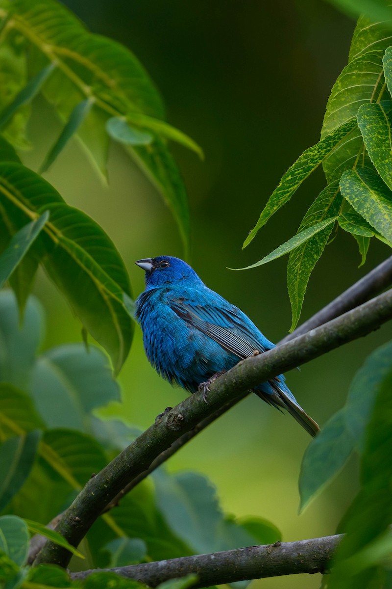 Indigo Bunting - JD Hascup