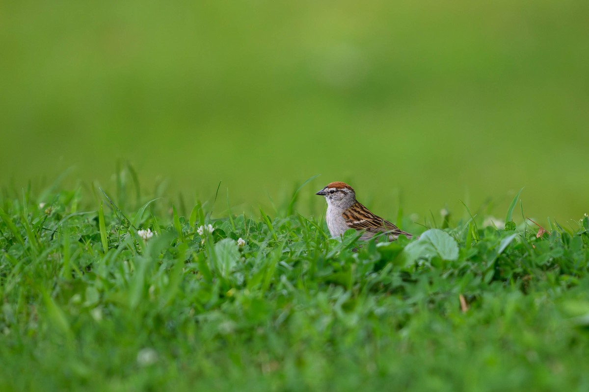 Chipping Sparrow - ML620686925