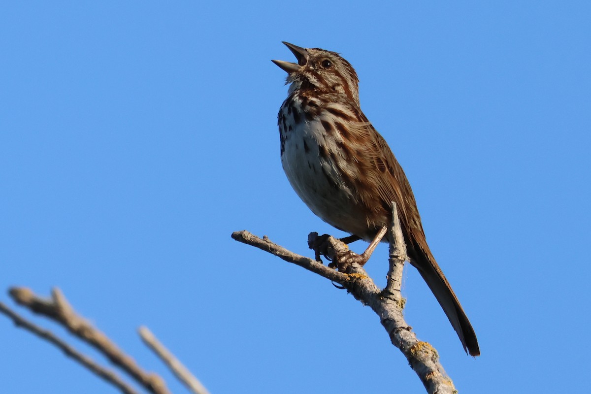 Song Sparrow - ML620686928