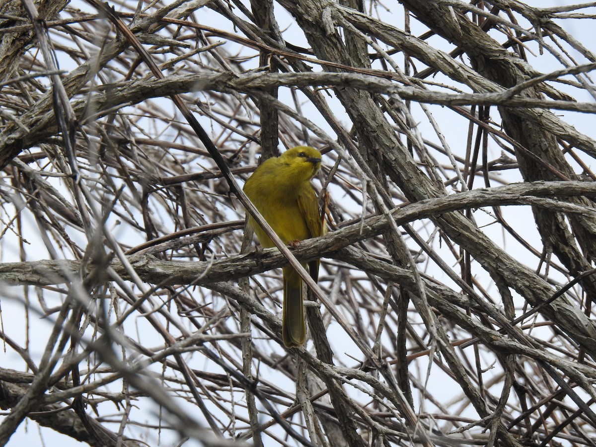 Yellow Honeyeater - ML620686929