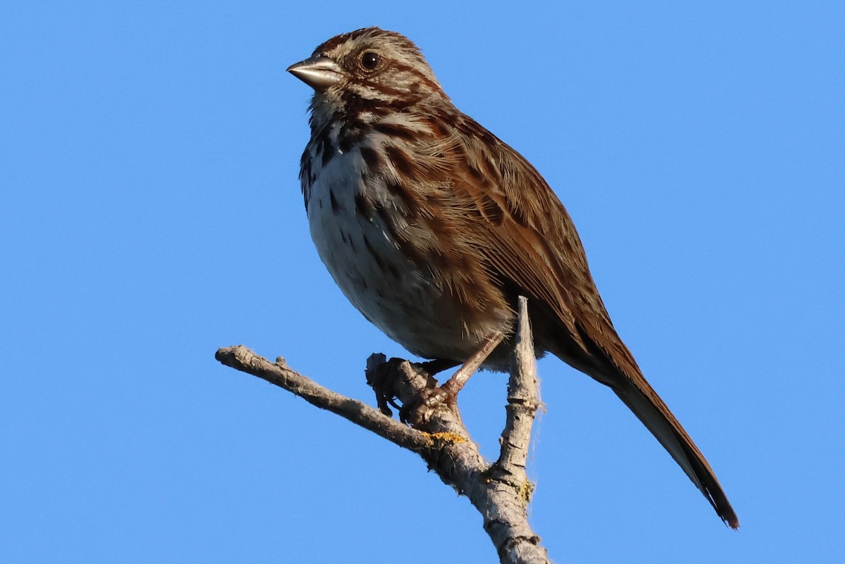 Song Sparrow - Stephen Fettig