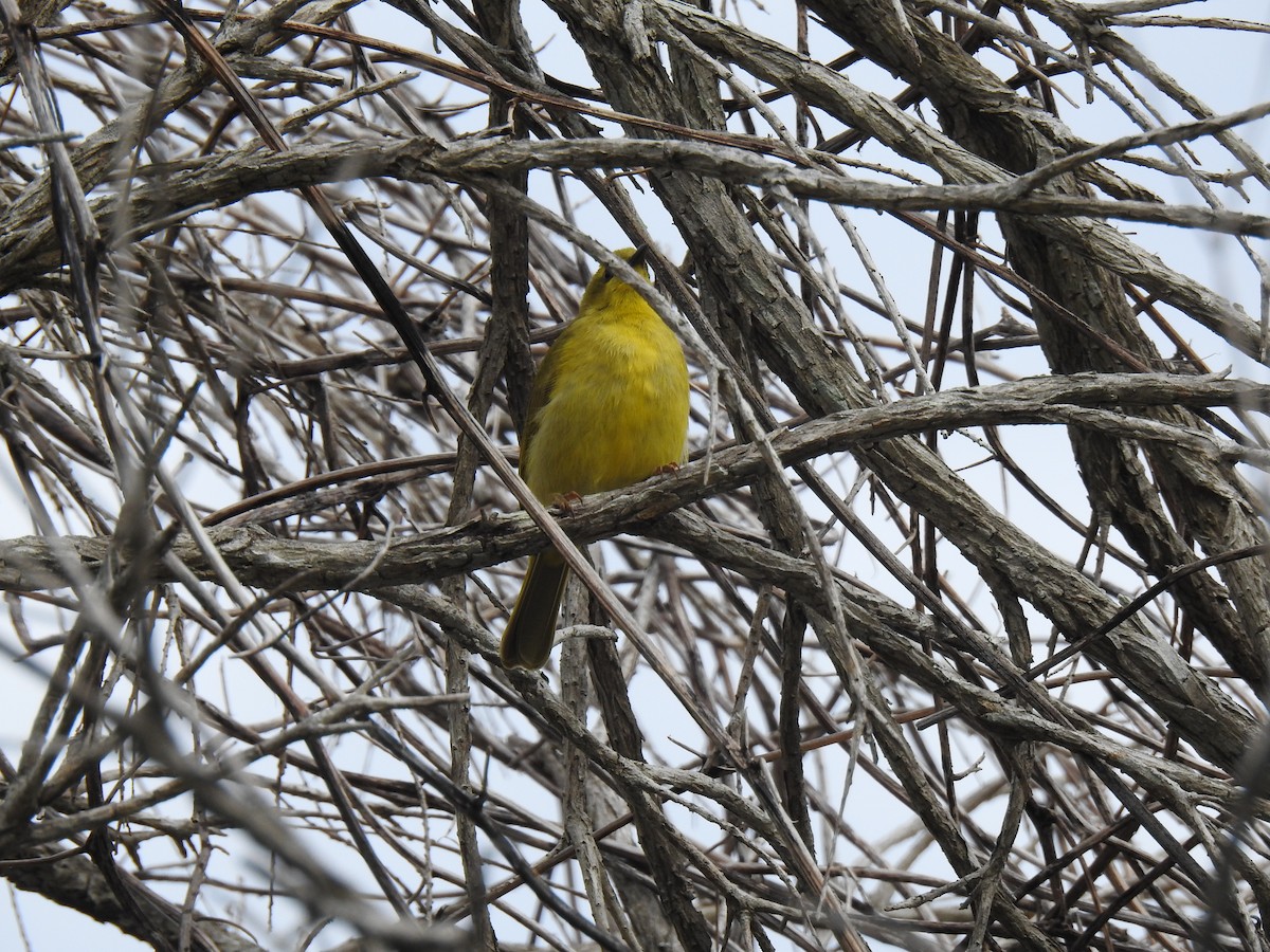 Yellow Honeyeater - ML620686931