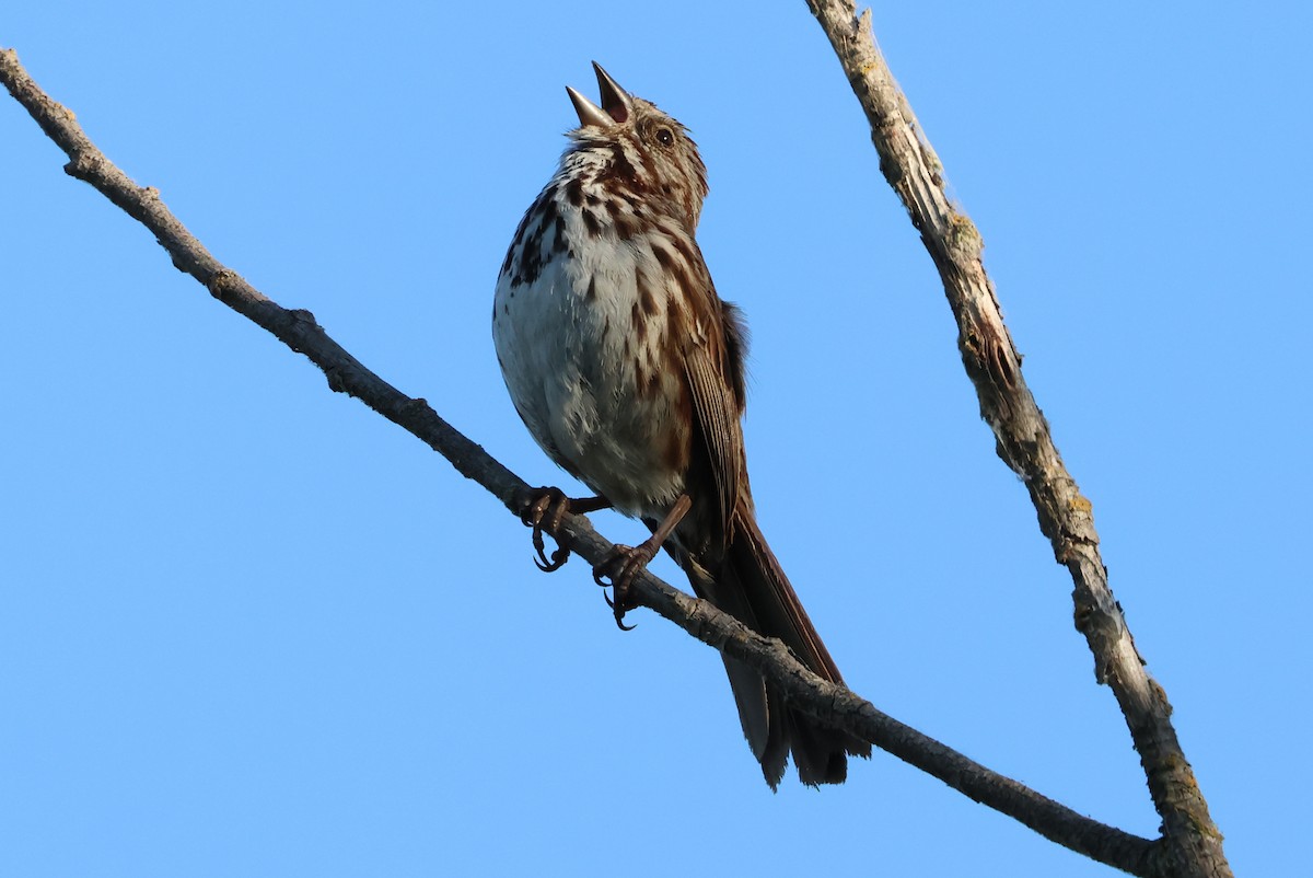 Song Sparrow - ML620686932