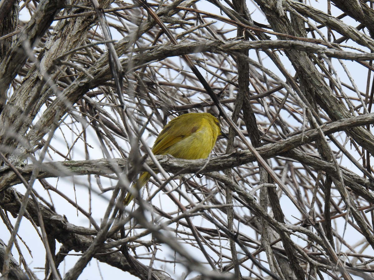 Yellow Honeyeater - ML620686933