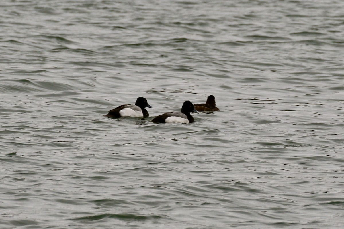 Lesser Scaup - ML620686935