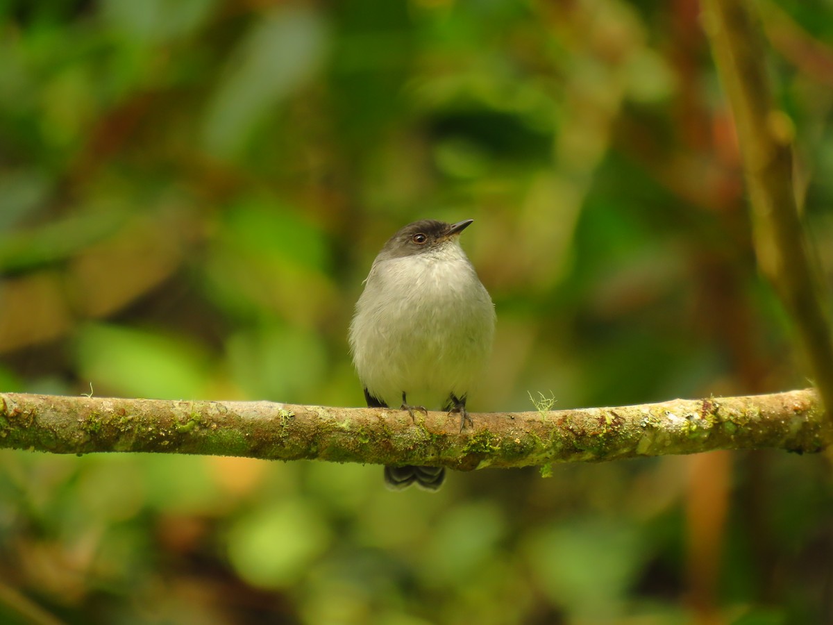 Torrent Tyrannulet - ML620686936