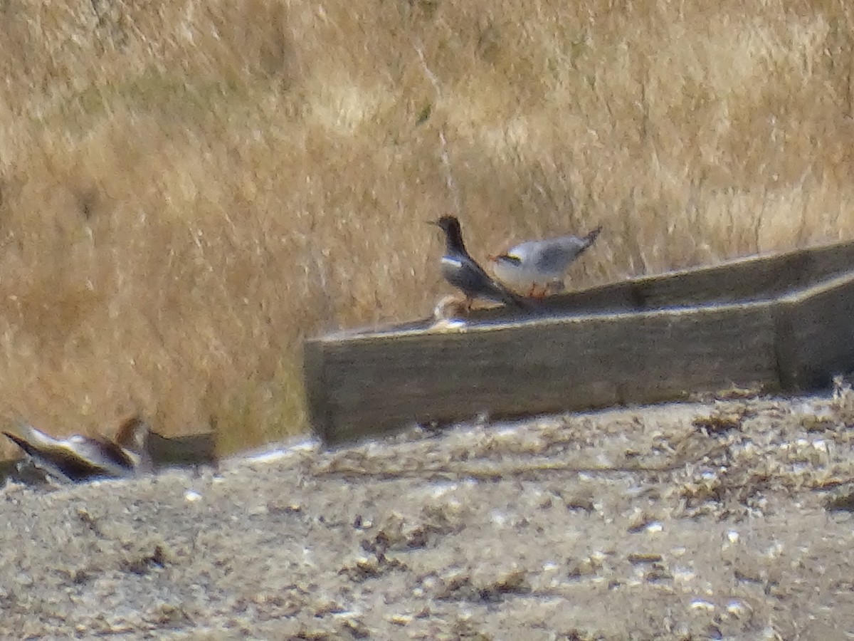 Black Tern - ML620686937