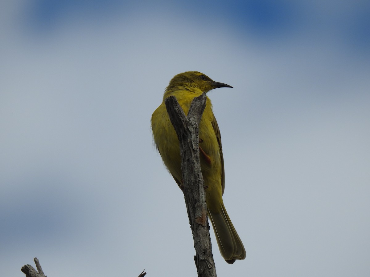 Yellow Honeyeater - ML620686939