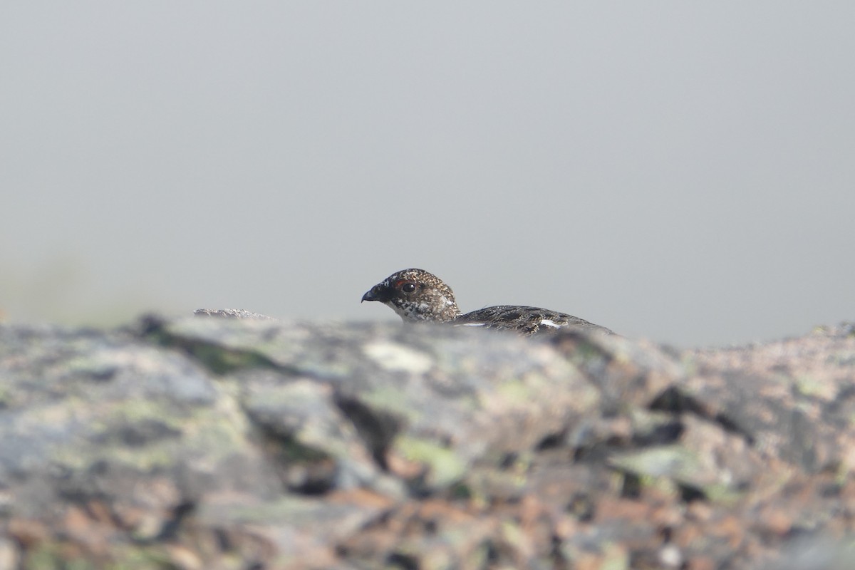 Rock Ptarmigan - ML620686941