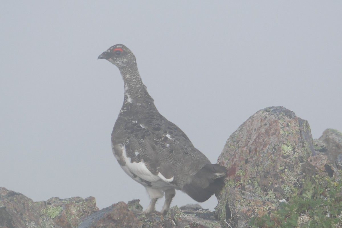 Rock Ptarmigan - ML620686942