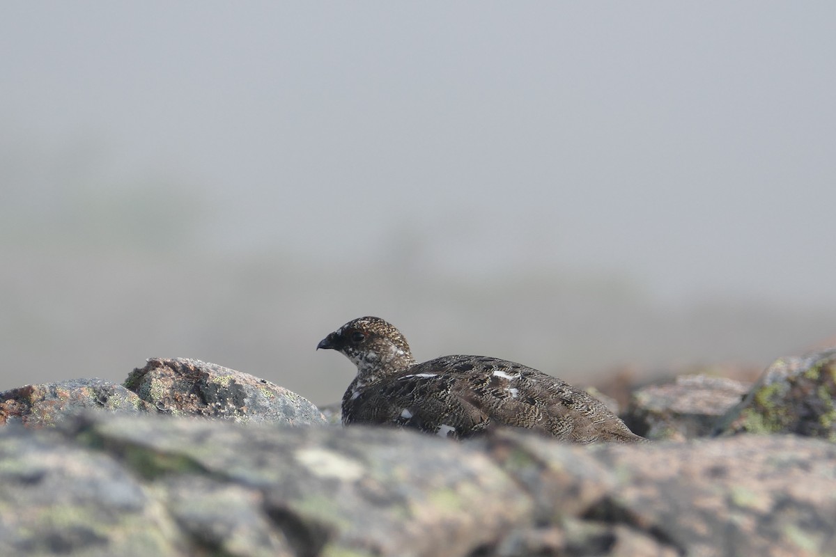 Rock Ptarmigan - ML620686944