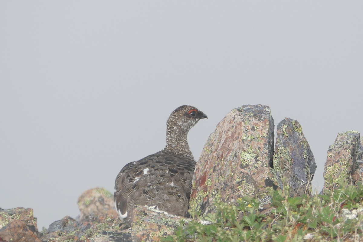 Rock Ptarmigan - ML620686945