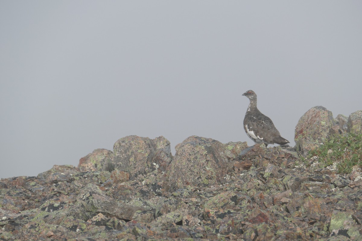 Rock Ptarmigan - ML620686946