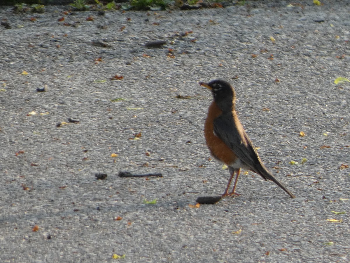 American Robin - Sarah Bowman