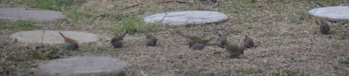 Red-browed Firetail - ML620686948