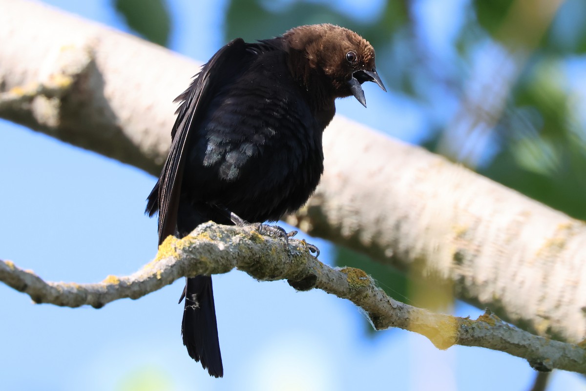 Brown-headed Cowbird - ML620686950