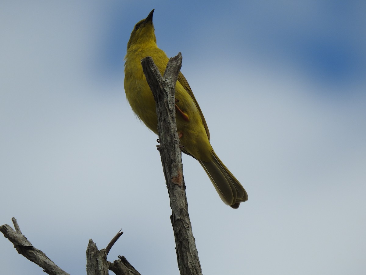 Yellow Honeyeater - Monica Mesch