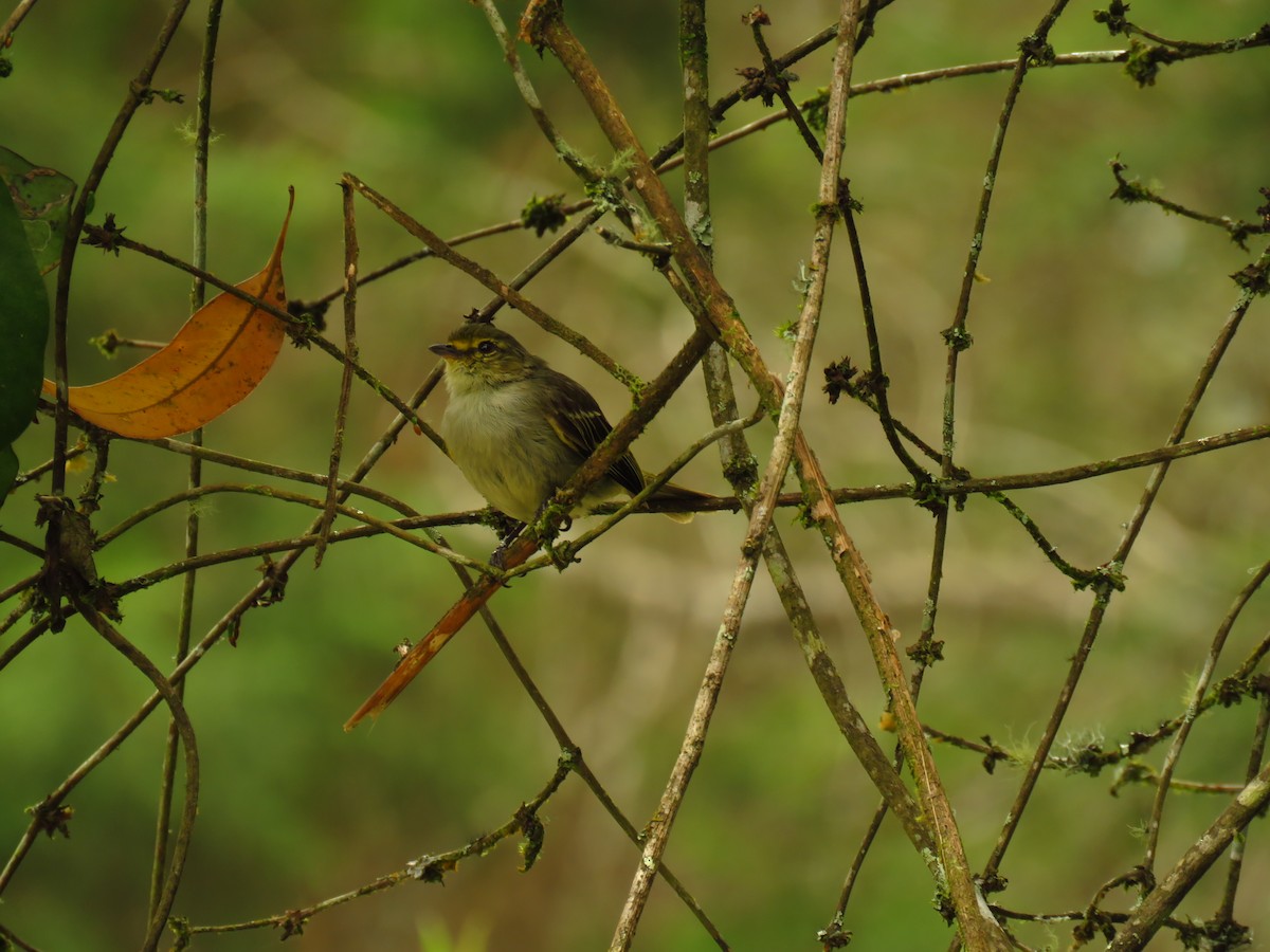 Golden-faced Tyrannulet - ML620686952