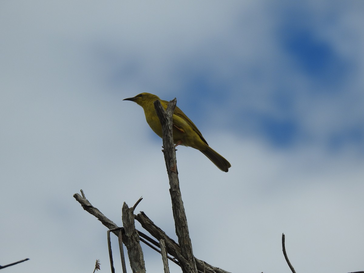 Yellow Honeyeater - ML620686953