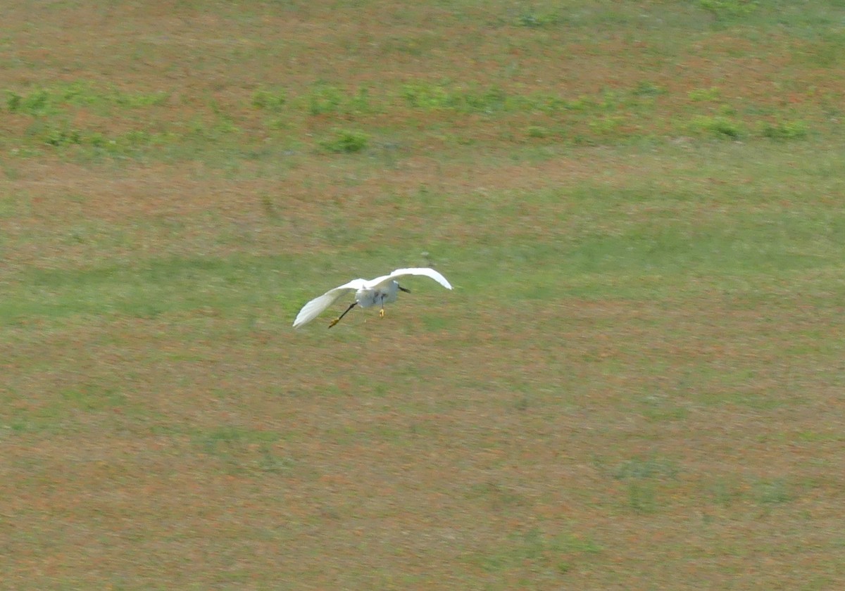 Snowy Egret - ML620686956