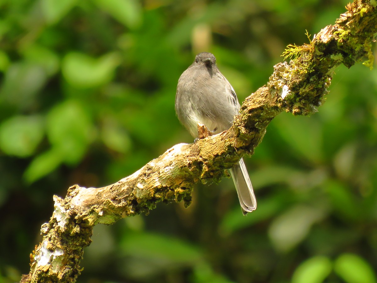 Smoke-colored Pewee - ML620686959