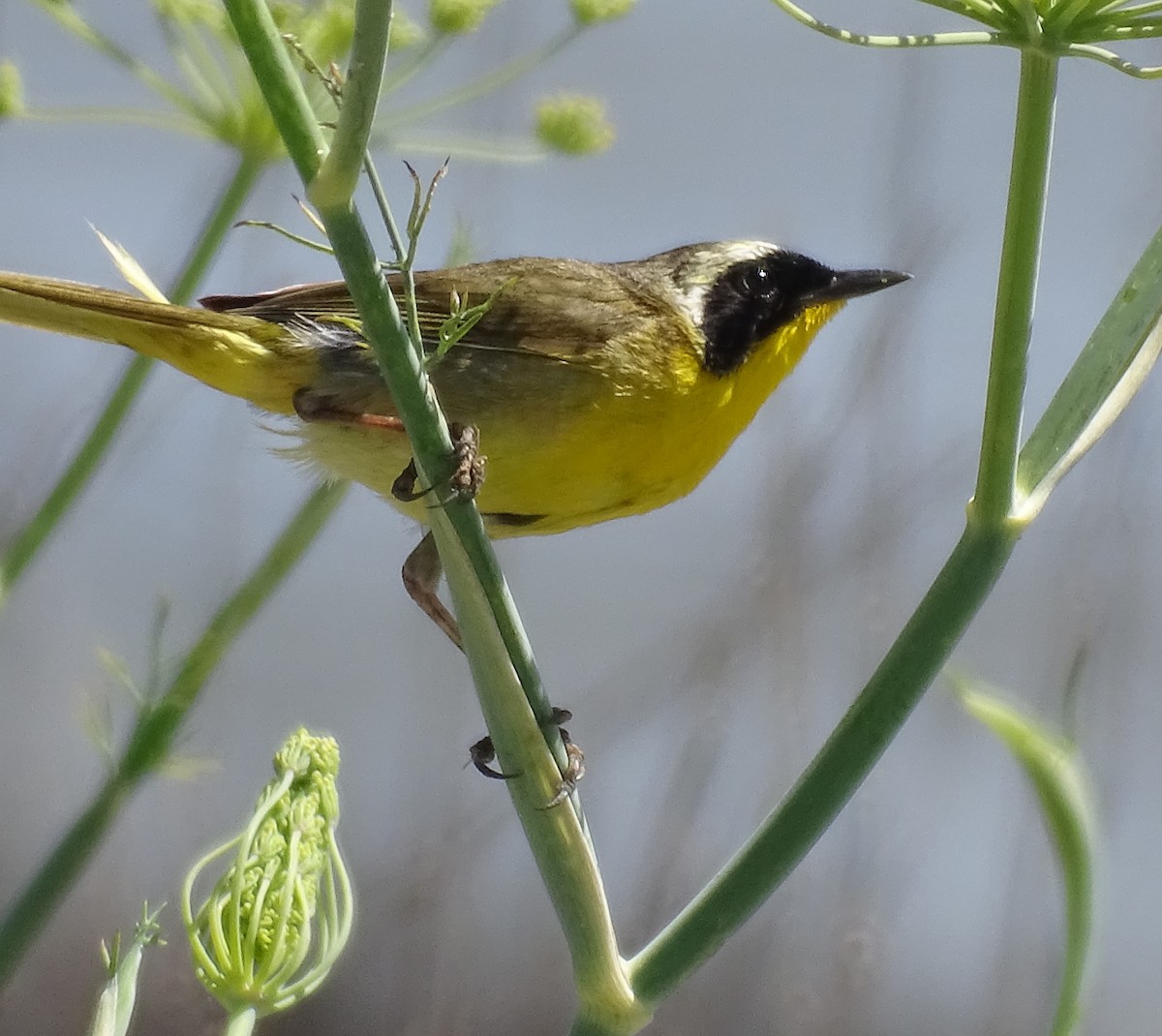 Common Yellowthroat - Melissa Johnson