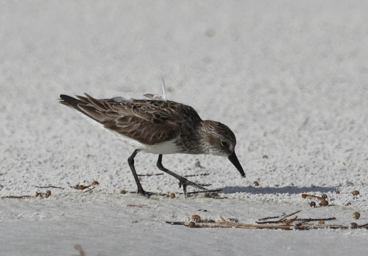 Semipalmated Sandpiper - ML620686963