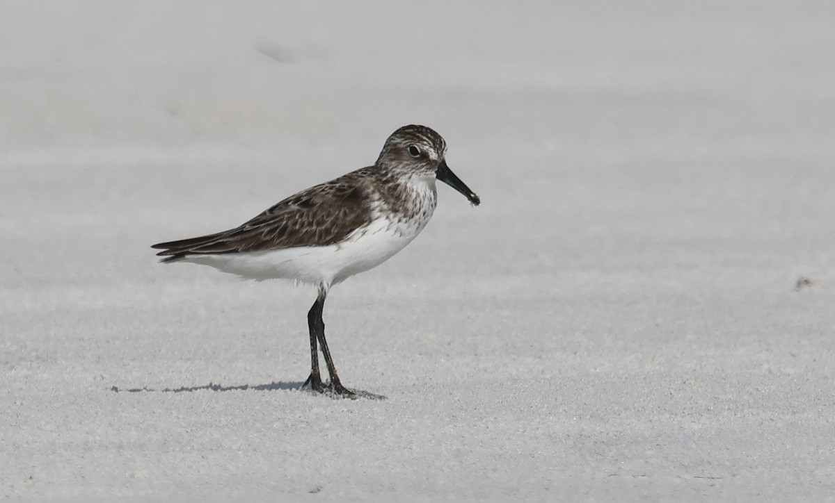 Calidris sp. (petit bécasseau sp.) - ML620686965